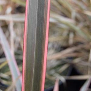 Phormium 'Sundowner' 60-80 cm